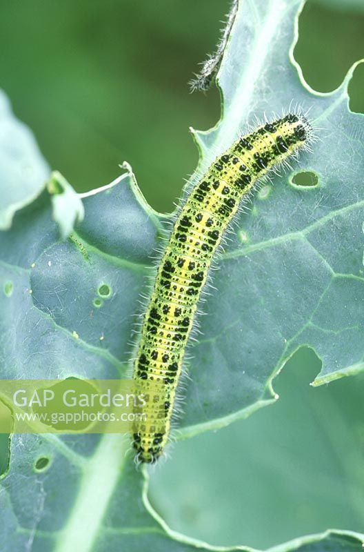 Plant damage caused by caterpillar