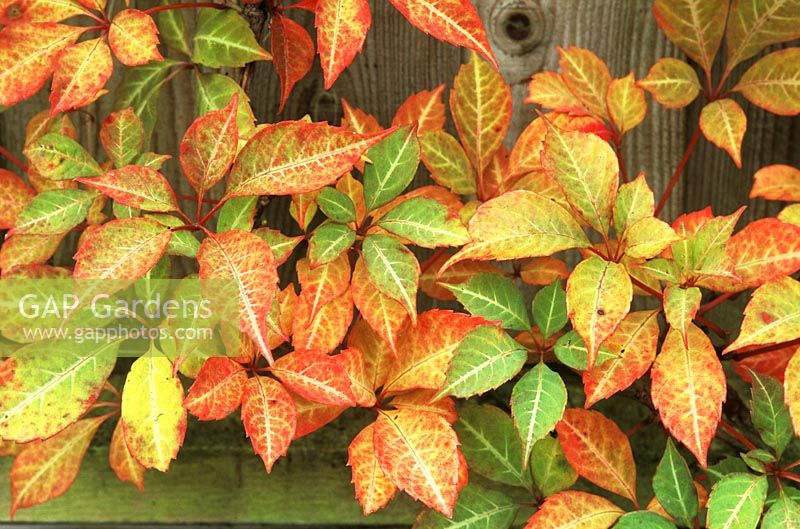 Close up of Parthenocissus henryana autumn leaf colour