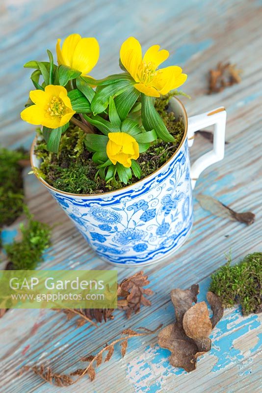 Eranthis underplanted with moss in a blue ceramic cup