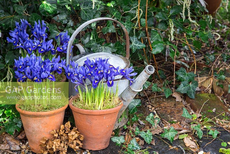 Pots of Iris reticulata accompanied by a watering can