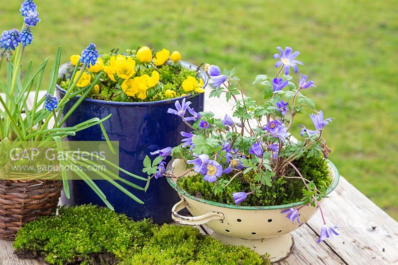 Anemone blanda, Eranthis, Muscari and Moss in cooking pot and colander 