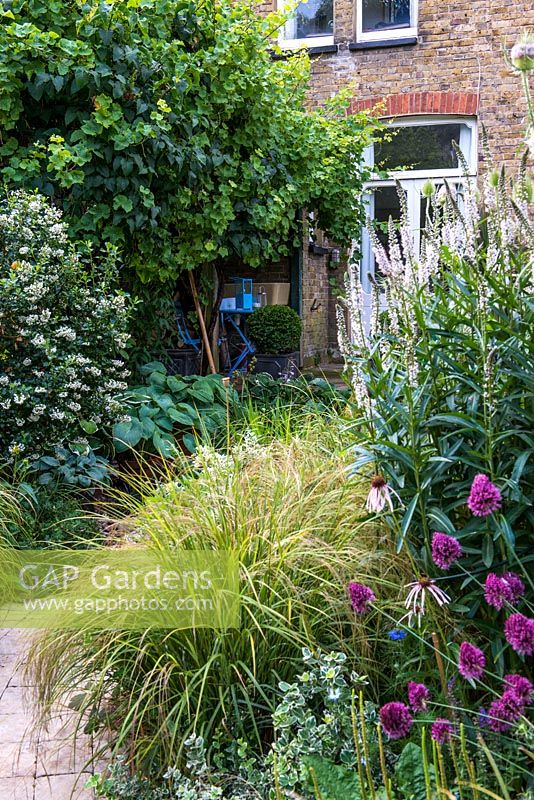 A town garden with mixed border planted with Stipa arundinacea, Allium sphaerocephalon, Echinacea and Veronicastrum with flowering Escallonia, Hosta and large grape vine.