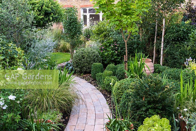 A town garden with curved stone path through borders planted with shaped Buxus, Acer Aureum, Hydrangea, Echinops and Stipa grass, Lavandula, Echinacea and Eryngium.