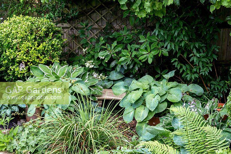 A shady corner with a small stone bench, containers with Hosta and Rohodendron, Alchemilla, Euonymus and ferns.