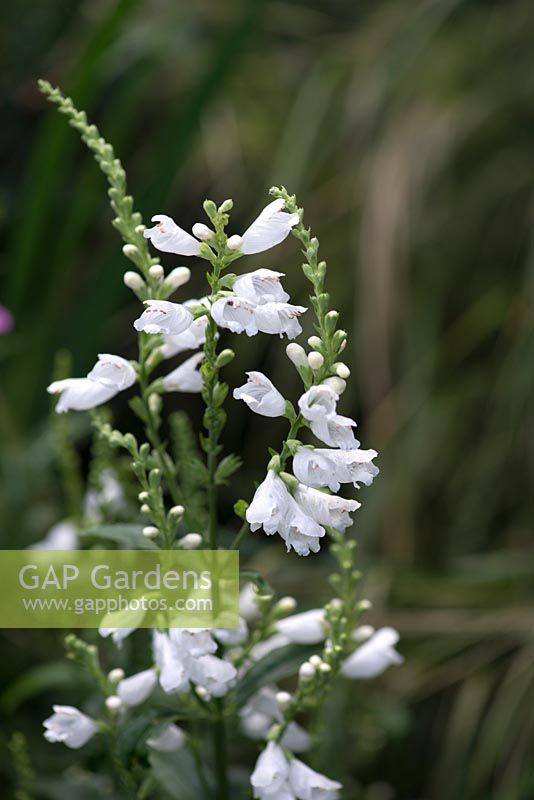 Physostegia 'Summer Snow', an herbaceous perennial producing white flowers in summer.