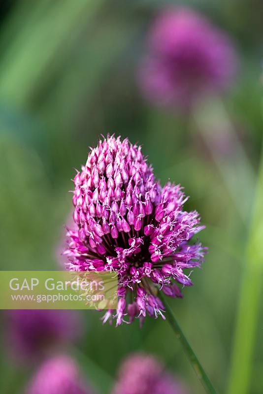 Allium sphaerocephalon, a drum stick allium which produces egg-shaped flowerheads on tall slender stems from mid to late summer.