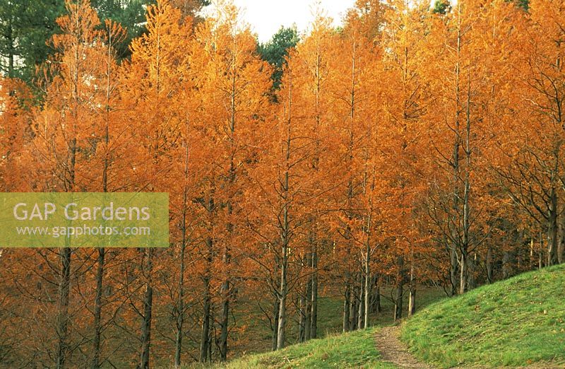 Metasequoia glyptostroboides AGM large plantation in autumn colour, November