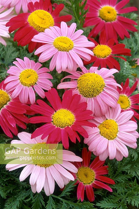 Tanacetum coccineum 'Robinsons single mixed', August
