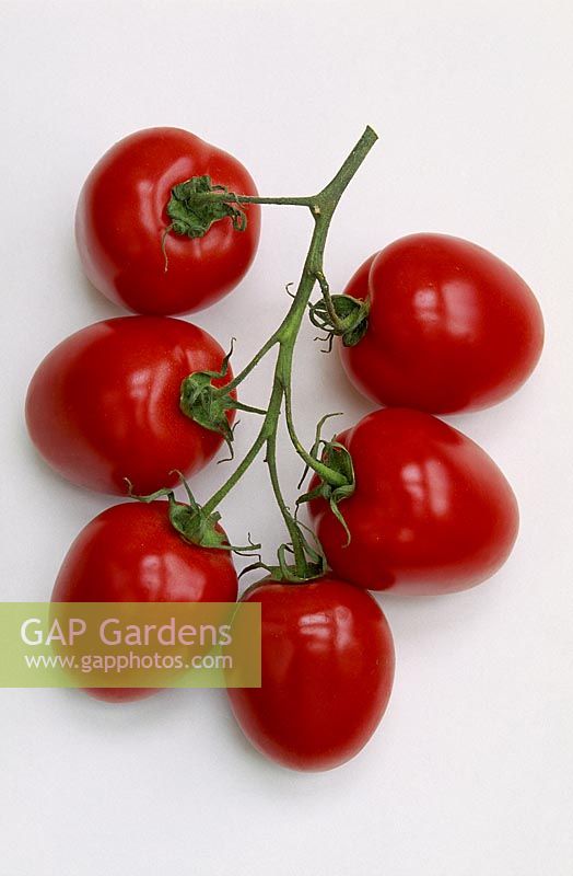 Tomato 'Romana' - plum type cut out on white background
