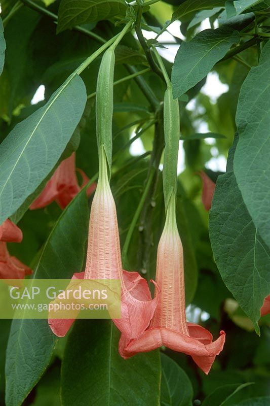 Brugmansia x candida - Ecuador pink
