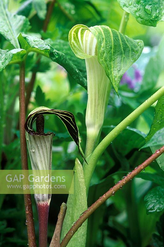 Arisaema triphyllum - Jack in the pulpit in flower - Cambridge Botanical gardens, May