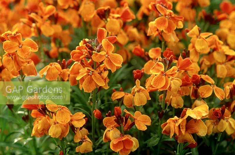 Erysimum cheiri bedder series - orange wallflower