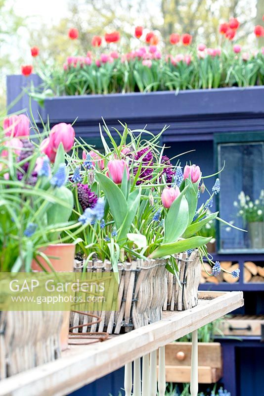 Tulipa Rosalie, Muscari, Fritillaria meleagris and  Hyacinthus orientalis 'Woodstock' in baskets on a wooden table. Purple second hand cabinet in the background.