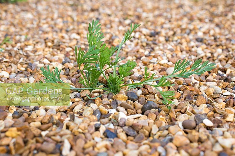Eschscholzia californica self seeded in gravel