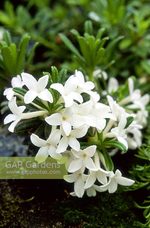 Daphne arbuscula subsp arbuscula f albiflora in flower may