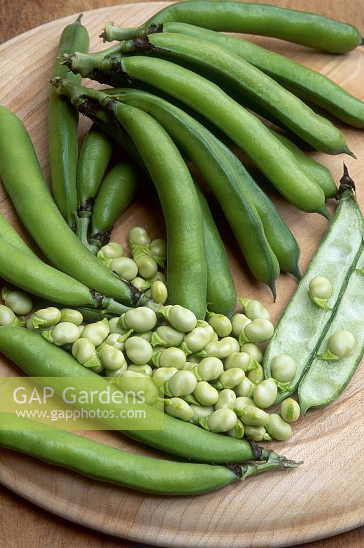 Broad bean 'Medei' pods and beans on chopping board