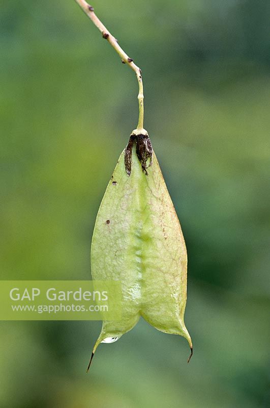 Staphylea colchica - bladder nut, close up of fruit, October