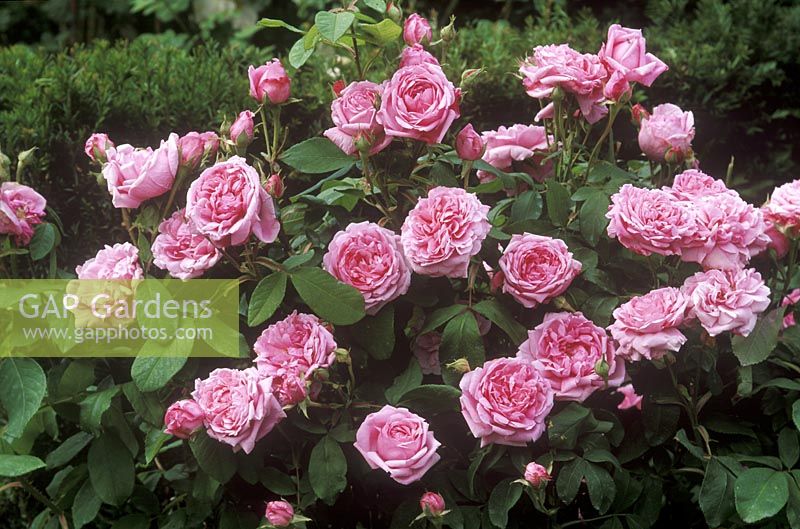 Rosa 'Madame Knorr' AGM - Damask Portland Rose - pink flower, June 