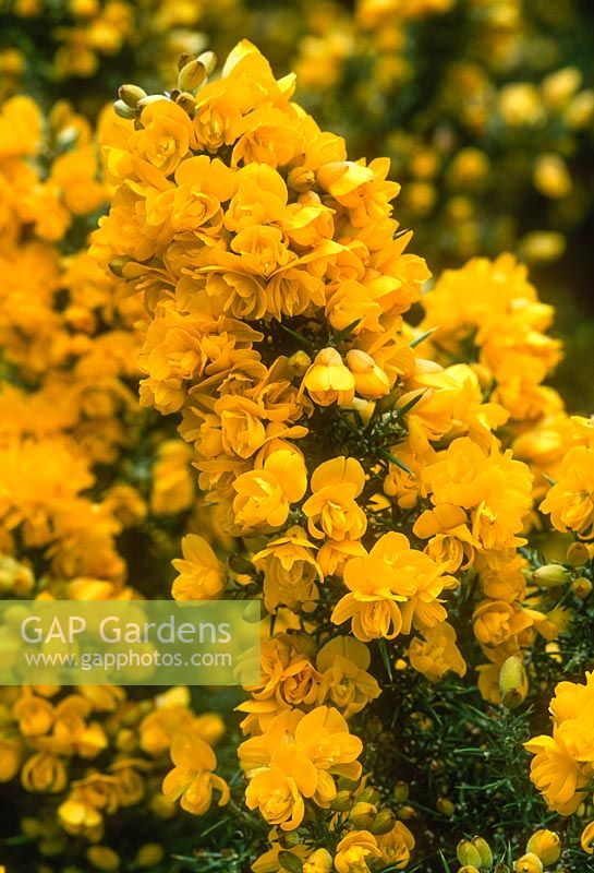 Ulex europaeus 'flore pleno' - double-flowered gorse - close-up, May yellow shrub