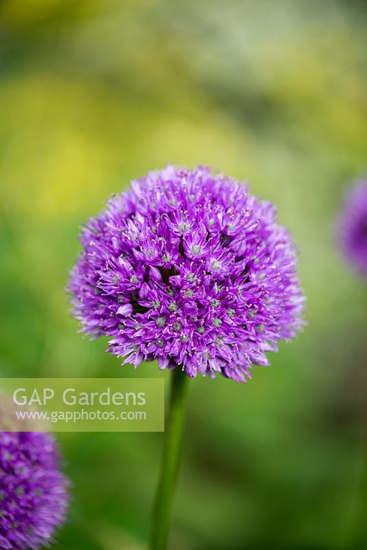 Allium 'Purple Sensation', ornamental onion, flowers in spring and early summer.