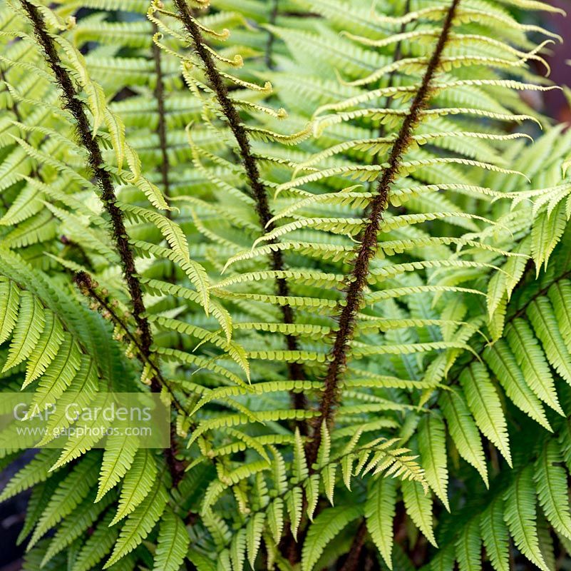 Dryopteris filix-mas, male fern, a semi-evergreen fern with 'shuttlecocks' of elegantly arching, upright, green fronds that rise from crowns of brown-scaled rhizomes.