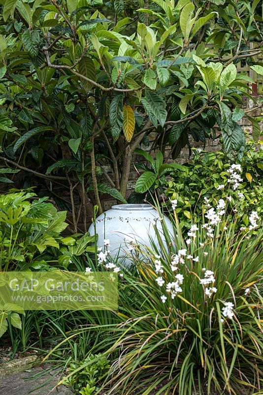 Large ceramic pot nestles into border beneath loquat, and edged in white sisyrinchium, camellia bush and Fatsia japonica.
