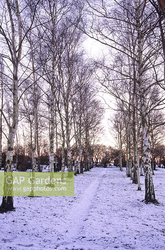 Betula - birch avenue in winter, snow on ground, December 