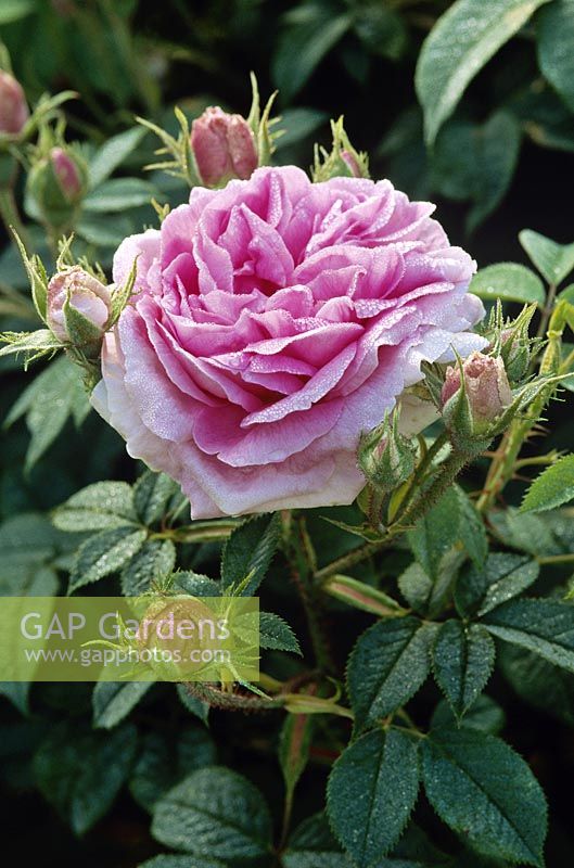 Rosa 'Konigin von Danemark' - alba rose, pink flower, June 