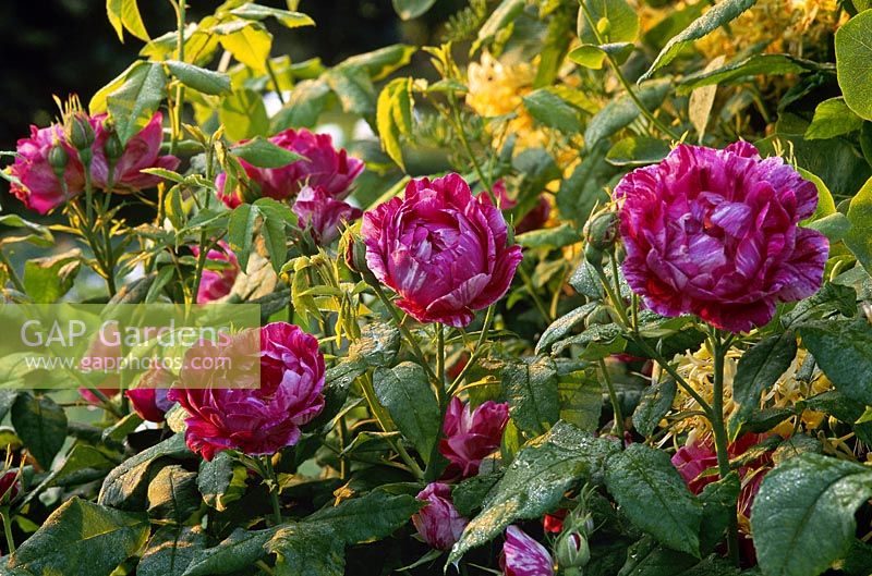 Rosa 'Commandant Beaurepaire' - bourbon rose