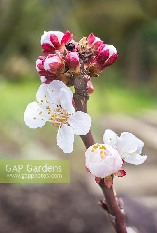 Prunus armeniaca - Blossom of Apricot 'FlavourCot'. 