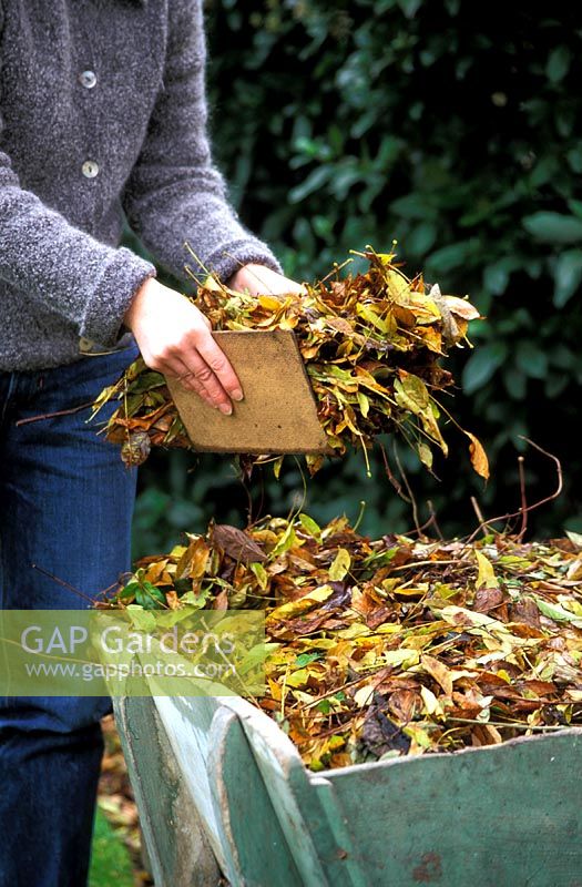Woman placing leaves into old fashioned wooden wheelbarrow using two wooden boards to grab leaves. 