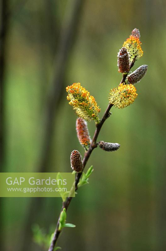 Salix irrorata - close-up of yellow orange catkins on stem