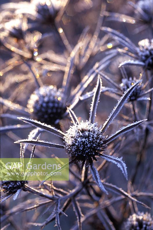 Eryngium amethystinum seedheads with frost, January
