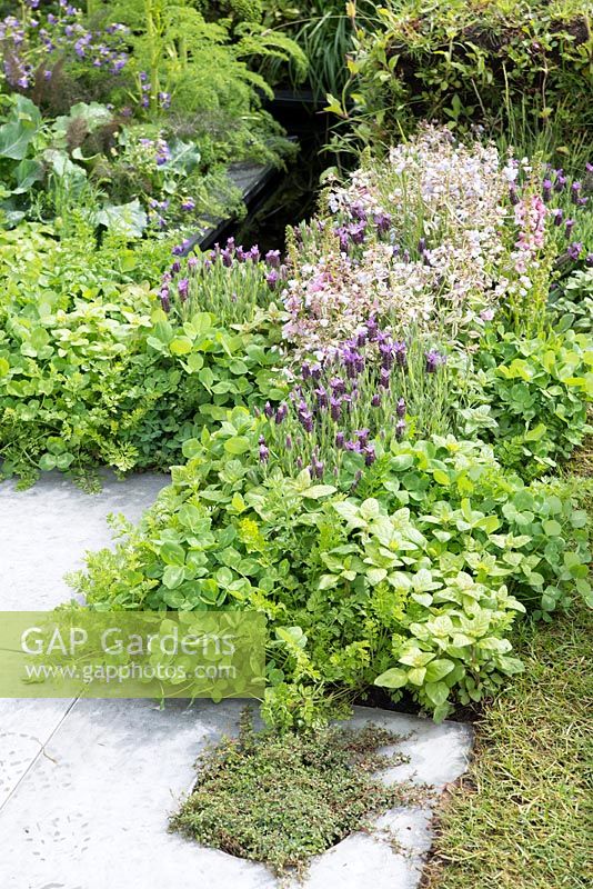 Herb border next to a water rill - The Genetic Conservation garden, RHS Malvern Spring Festival 2015