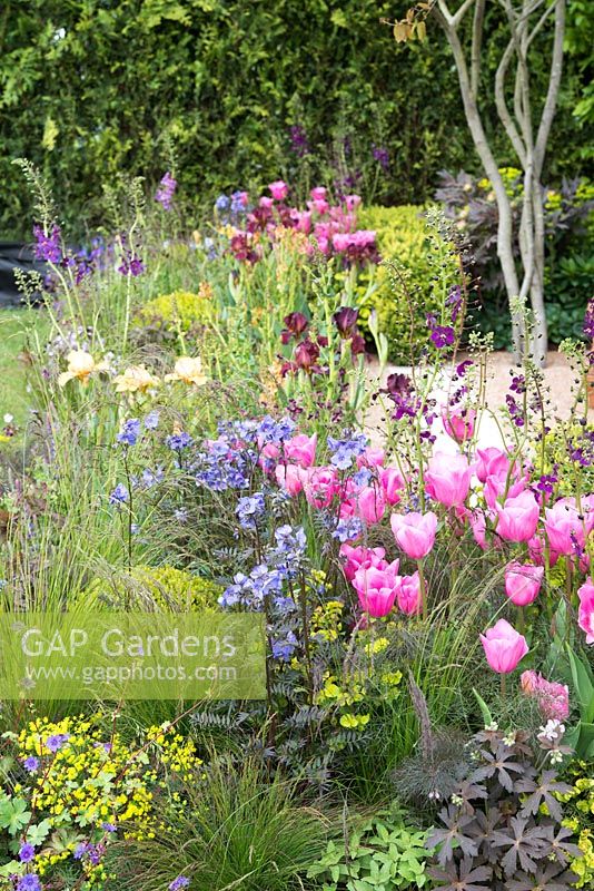 New pink Tulipa 'Caresse' with Polemonium, Verbascum and Geranium - Constraining Nature - Gold and Best Festival Garden, RHS Malvern Spring Festival 2015