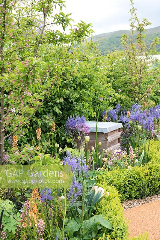 Bee friendly planting surrounded by Buxus sempervirens hedge, plants include Allium, Camassia, Nepeta, Geranium and Verbascum, Beehive - The Bees Knees in support of The Bumblebee Conservation Trust - RHS Malvern Spring Festival 2015