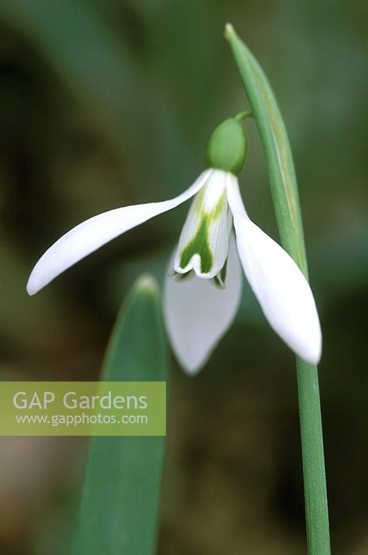Galanthus 'Robin Hood', snowdrop . February. Close up of white flower with x shaped green mark on tepal. 