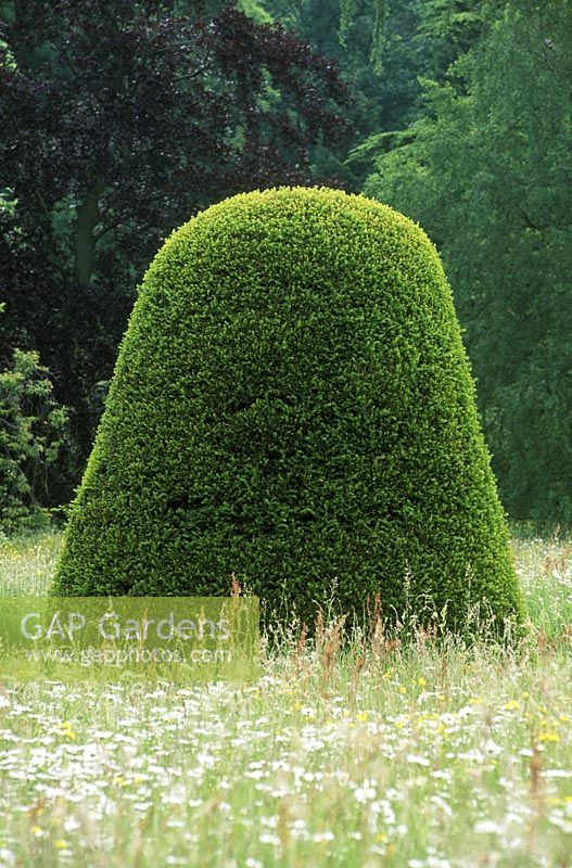 Dome shaped taxus - yew topiary in meadow, Madingley Hall, Cambridge.