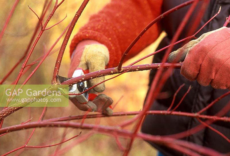 Cornus - pruning a long red stem back to a side shoot