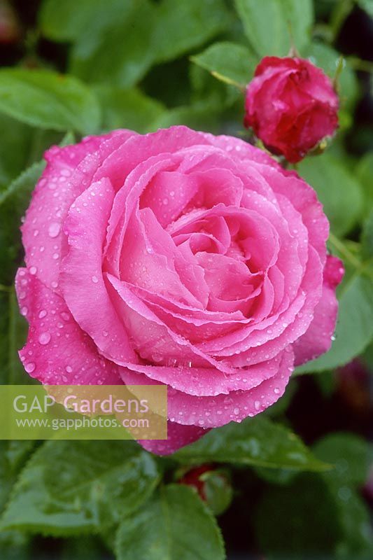 Rosa 'Mrs. John Laing', close-up of flower in June. Hybrid perpetual rose 