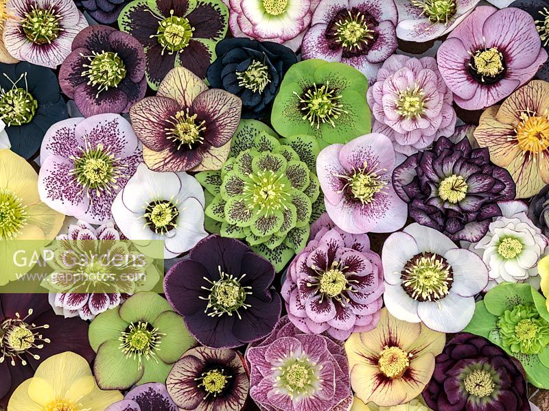 Floating in water, the latest Ashwood Garden hybrid hellebores, winter flowering perennials in different colours and forms - single, double, anemone-centred, picotee.
