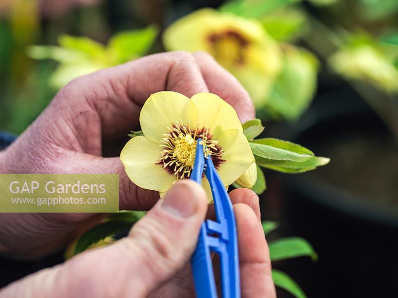 Kevin Belcher breeding the Ashwood Garden hybrid hellebores. Stage two: Pictured collecting pollen from flower to be bred with prepared bloom in stage one.