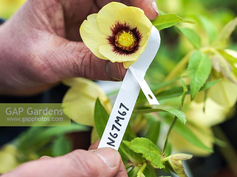 Kevin Belcher breeding the Ashwood Garden hybrid hellebores. Stage four: Pictured giving newly fertilised flower a reference number so its provenance is recorded.