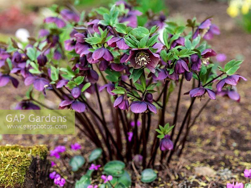 Helleborus Ashwood Garden hybrid Planted in well mulched bed. A vigorous dusky pink, single hellebore with long cream stamens, a winter flowering perennial.
