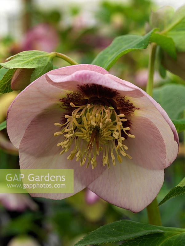 Helleborus x hybridus Ashwoods Garden Hybrids, hellebore, a pale pink, rounded, bowl-shaped single form with maroon inner markings and nectaries. Winter flowering perennial.