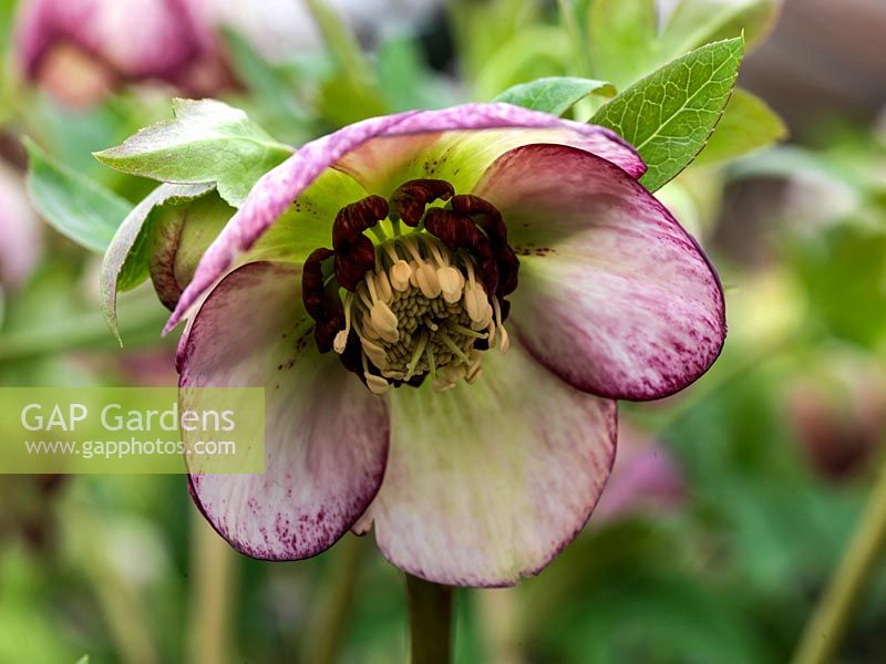 Helleborus Ashwood Garden hybrid, a rounded, single, bowl-shaped, streaked white and pink hellebore with white stamens and claret nectaries, a winter flowering perennial.