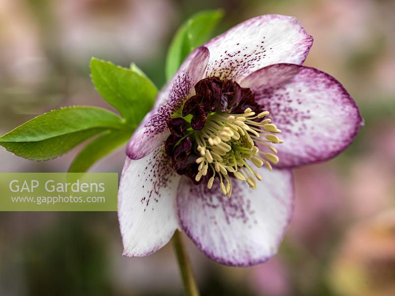 Helleborus Ashwood Garden hybrid, an upright, single, open-faced, streaked white and pink hellebore with white stamens and claret nectaries, a winter flowering perennial.