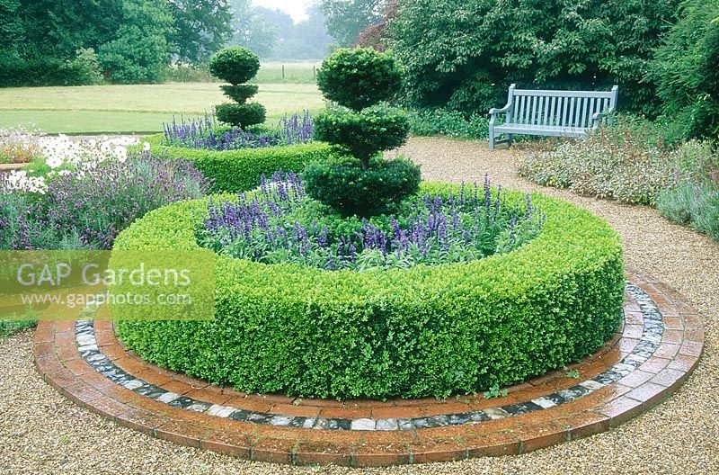Topiary yew trees in rings of salvia and neat box hedges. Wyken Hall Gardens, Suffolk
