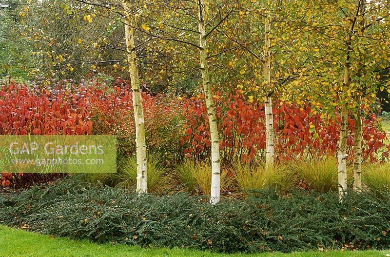 Autumn border with coloured foliage of Cornus alba 'Kesselringii', evergreen groundcover Cotoneaster horizontalis, Oryopsis lessoniana grass and white trunks of Betula pendula trees, October