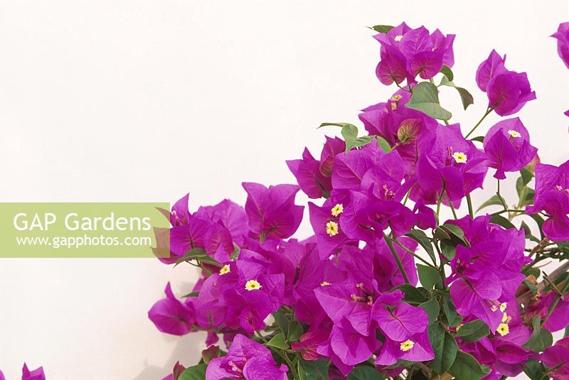 Bougainvillea's pink bracts against a white background